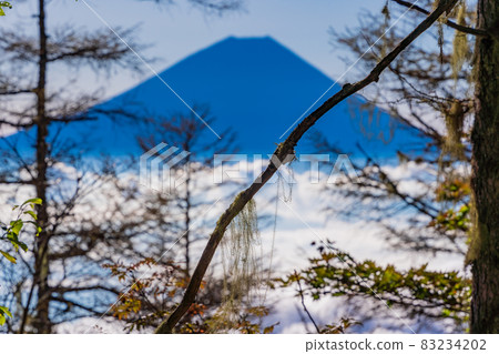 (Yamanashi Prefecture) Autumn leaves of larch, Mt. Fuji floating in the sea of clouds 83234202