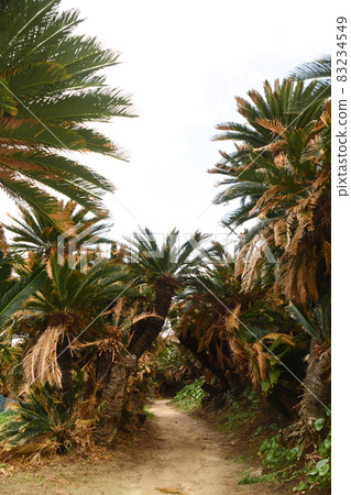 Kanamizaki Cycad Tunnel in Tokunoshima, Kagoshima Prefecture Kanamizaki Cycad Tunnel in Tokunoshima, Kagoshima Prefecture 83234549