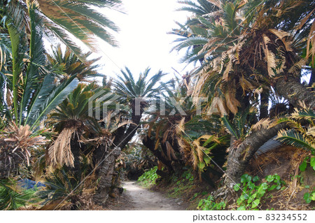 Kanamizaki Cycad Tunnel in Tokunoshima, Kagoshima Prefecture 83234552