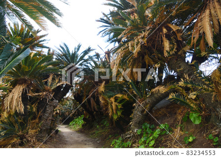 Kanamizaki Cycad Tunnel in Tokunoshima, Kagoshima Prefecture 83234553