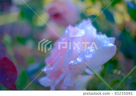 Raindrops on rose petals 83235091