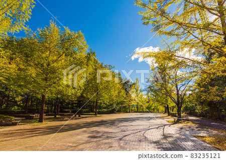 Autumn leaves tour, yellow leaves of ginkgo at Chichibu Muse Park 83235121