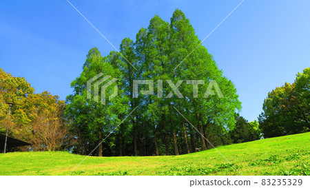 Kuki虹膜公園風景 83235329