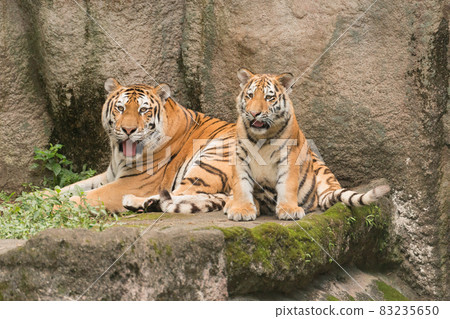 Parent and child of Amur tiger Parent and child of Amur tiger 83235650
