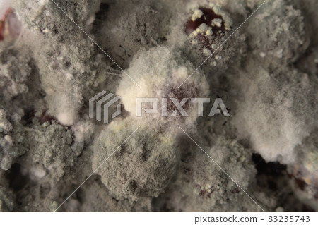 White spores of mold on rotten berries White spores of mold on rotten berries 83235743