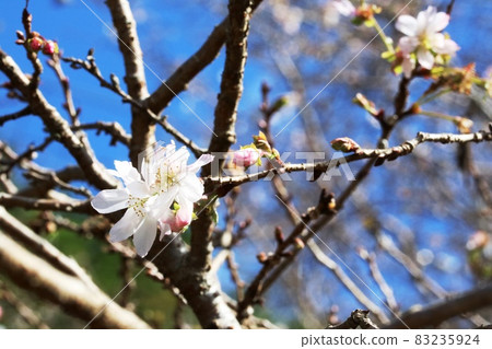 Jugatsuzakura (October cherry blossoms) that blooms from autumn to winter Jugatsuzakura (October cherry blossoms) that blooms from autumn to winter 83235924