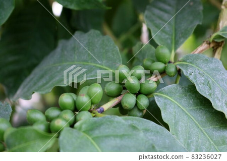 Blue grain coffee background that you can look forward to growing Blue grain coffee background that you can look forward to growing 83236027