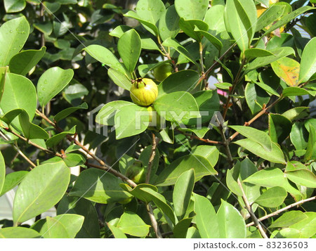 黃色被設色的熱帶水果圓白菜果子 黃色被設色的熱帶水果圓白菜果子 83236503
