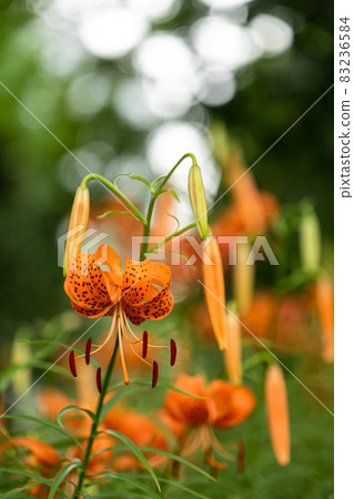 夏日的虎百合 83236584