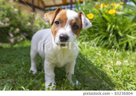 Jack Russell Terrier puppy on grass. Puppy Jack Russell Terrier plays in the bright green carpet closeup. Favorite pet 83236804