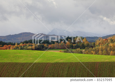 [Biei-cho, Hokkaido] Scenery of hills with beautiful autumn colors October 83237095