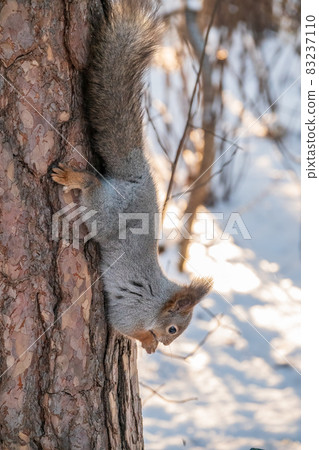 A little child in winter feeds a squirrel with a nut. 83237110