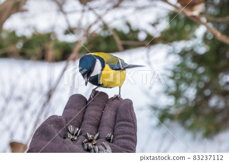 The tit eats seeds from a hand. Caring for animals in winter or autumn. 83237112