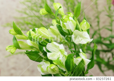 六出花婚禮樹 六出花婚禮樹 83237261