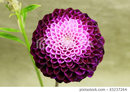 Dahlia Namahage Noir Dahlia Namahage Noir 83237264