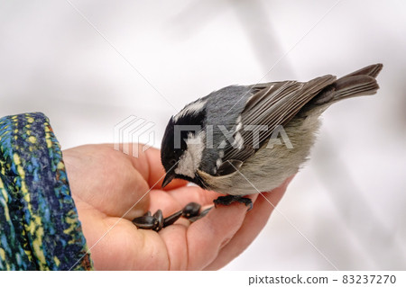The coal tit eats seeds from a child's hand 83237270