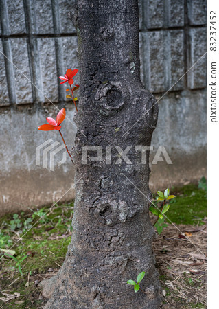 葉子變紅變綠 葉子變紅變綠 83237452