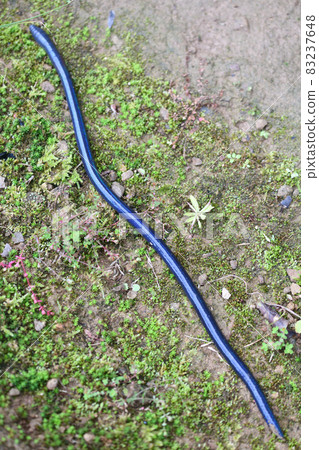 Autumn Siebold's Earthworm 83237648