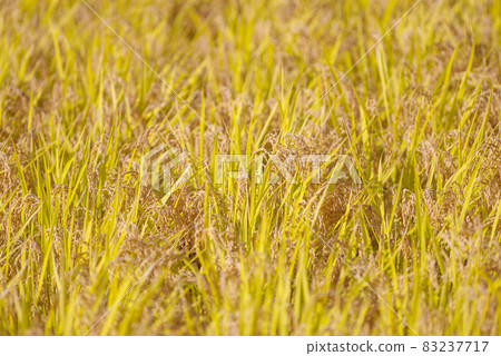 Rice ears near harvest 83237717