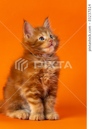 Portrait of male Maine Cat of color red classic tabby six weeks old. Lovely fluffy pussycat sitting on orange background. Studio shot. 83237814