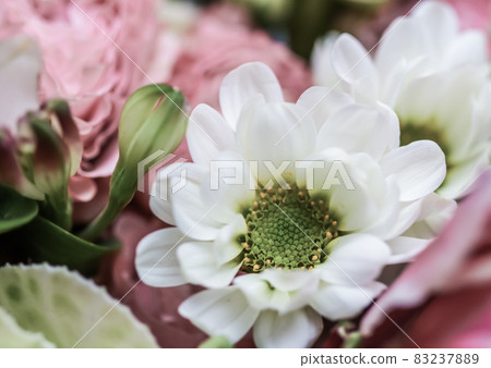Abstract floral background, white chrysanthemum flower petals. Macro flowers backdrop for holiday brand design Abstract floral background, white chrysanthemum flower petals. Macro flowers backdrop for holiday brand design 83237889