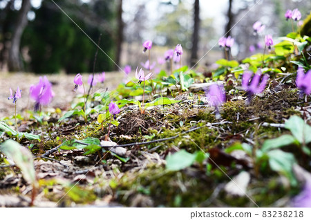 Erythronium花盛開在陽光明媚的森林裡 83238218