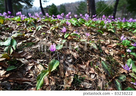 Erythronium花盛開在陽光明媚的森林裡 83238222