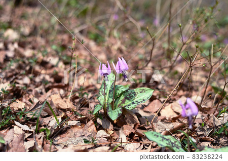 Erythronium花盛開在陽光明媚的森林裡 83238224