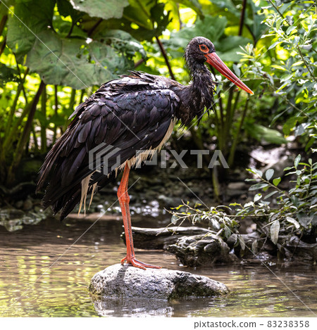 Black stork, Ciconia nigra in a german nature park Black stork, Ciconia nigra in a german nature park 83238358