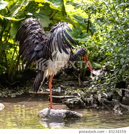 Black stork, Ciconia nigra in a german nature park 83238359