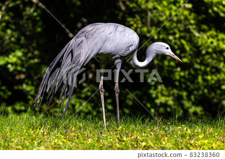 The Blue Crane, Grus paradisea, is an endangered bird The Blue Crane, Grus paradisea, is an endangered bird 83238360