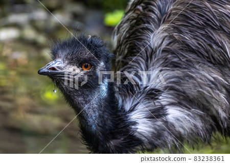 Emu, Dromaius novaehollandiae standing in grass in its habitat 83238361