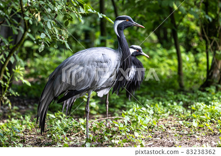 Demoiselle Crane, Anthropoides virgo are living in the bright green meadow during the day time Demoiselle Crane, Anthropoides virgo are living in the bright green meadow during the day time 83238362