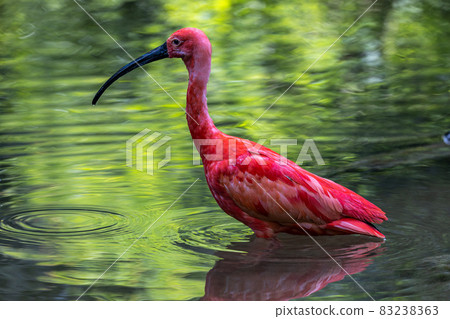 Scarlet ibis, Eudocimus ruber. Wildlife animal in the zoo Scarlet ibis, Eudocimus ruber. Wildlife animal in the zoo 83238363
