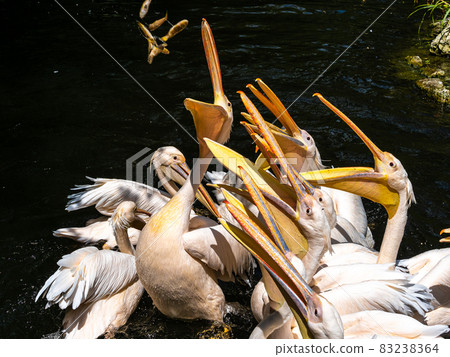 Great White Pelican, Pelecanus onocrotalus in a park Great White Pelican, Pelecanus onocrotalus in a park 83238364