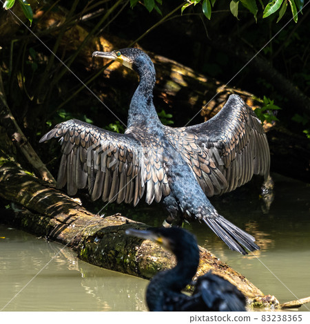 The great cormorant, Phalacrocorax carbo sitting on a branch The great cormorant, Phalacrocorax carbo sitting on a branch 83238365