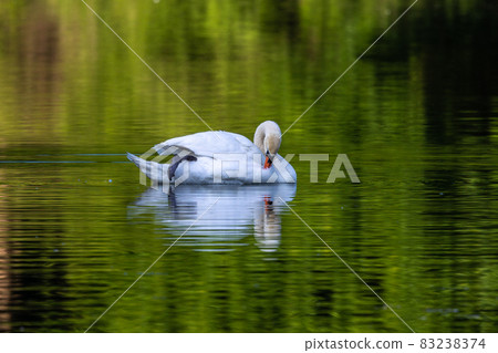 Mute swan, Cygnus olor swimming on a lake in Munich, Germany Mute swan, Cygnus olor swimming on a lake in Munich, Germany 83238374
