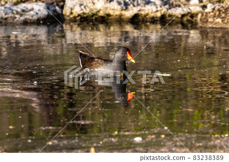 Common moorhen Gallinula chloropus also known as the waterhen or swamp chicken Common moorhen Gallinula chloropus also known as the waterhen or swamp chicken 83238389