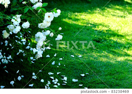白玫瑰和白花瓣散落在陽光的綠草上 白玫瑰和白花瓣散落在陽光的綠草上 83238469
