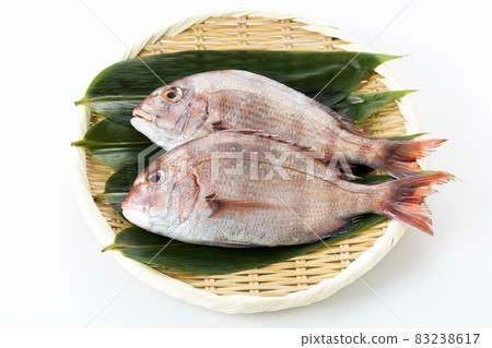 Red sea bream 83238617