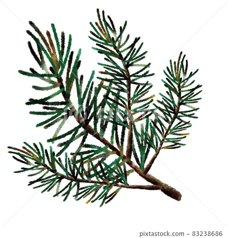 松枝 松枝 83238686