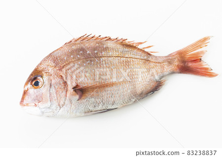 紅海鯛 紅海鯛 83238837