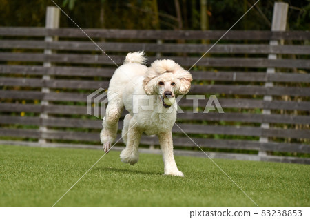 Standard Poodle playing with a dog run Standard Poodle playing with a dog run 83238853
