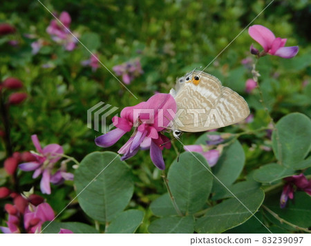 萩花密豌豆藍（背波小灰蝶） 83239097