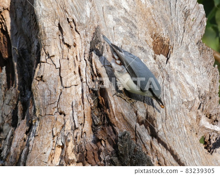 Carrying nuthatch seeds 83239305