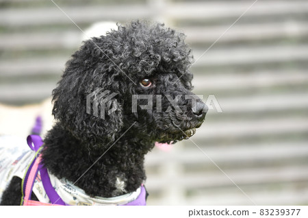 標準貴賓犬與狗一起玩耍 標準貴賓犬與狗一起玩耍 83239377