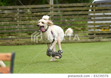 標準貴賓犬與狗一起玩耍 標準貴賓犬與狗一起玩耍 83239378