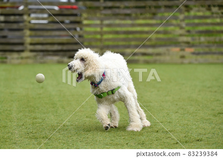 標準貴賓犬與狗一起玩耍 標準貴賓犬與狗一起玩耍 83239384