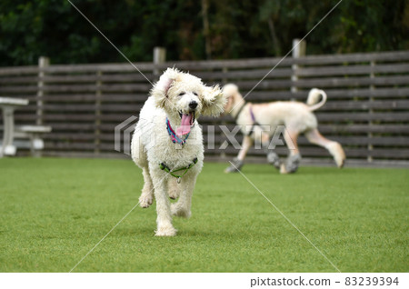 Standard Poodle playing with a dog run 83239394