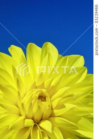 達利亞盛開 83239466